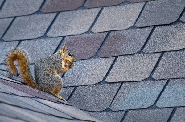 Fresno Wildlife Removal
