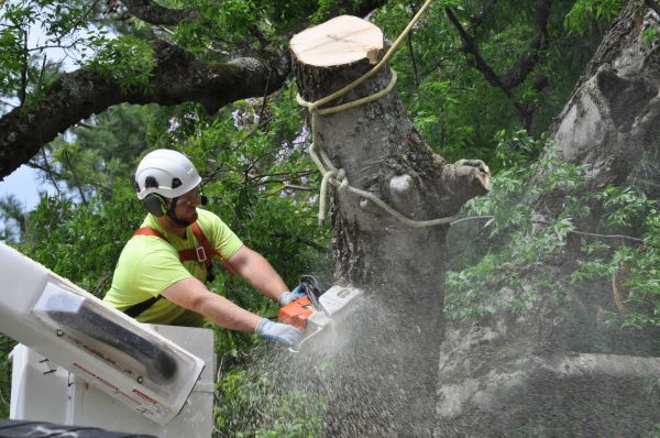 Fresno Tree Trimming
